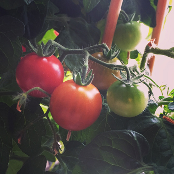 Tomater röda och gröna