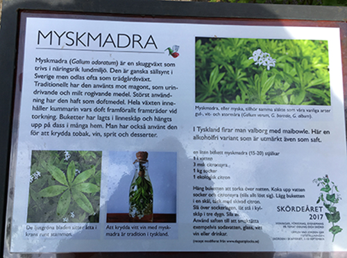 Myskmadra