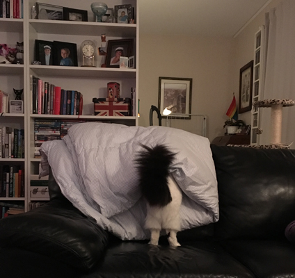 Citrus ser ut som om hon har byxor