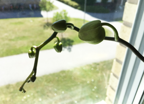 Orkidéknoppar Orkidéknoppar