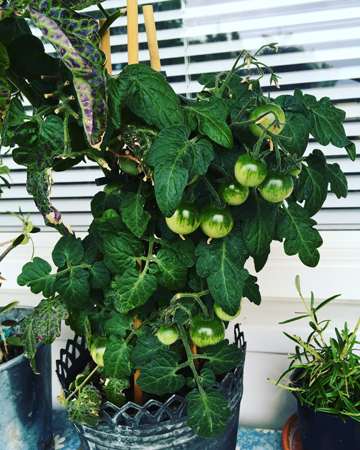 Tomatplanta på balkongen