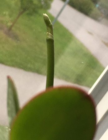 Knopp på en orkidé