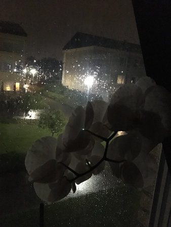 Regn på fönstret orkidé