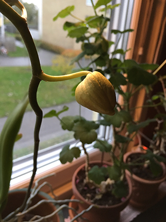 Orkidéknopp redo att brista