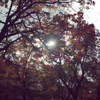 Solen genom höstlöv