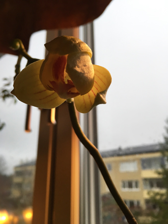 Orkidé gul på väg att blomma