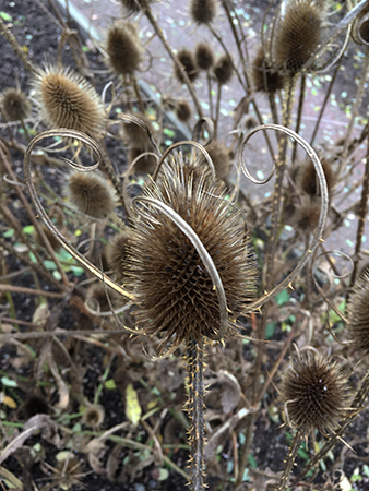 Taggig växt i Botaniska
