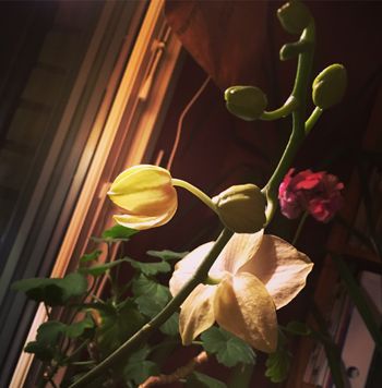 Orkidé gul med två blommor på g