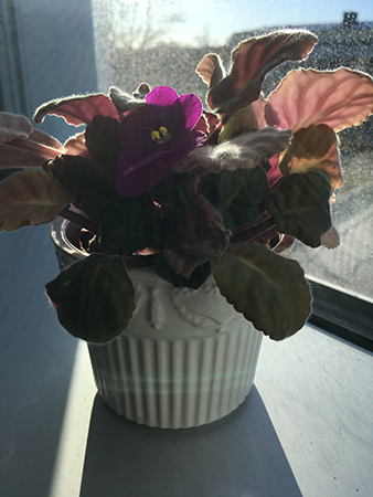 St Paulian blommar i jobbfönstret