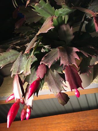 Novemberkaktus med röda knoppar