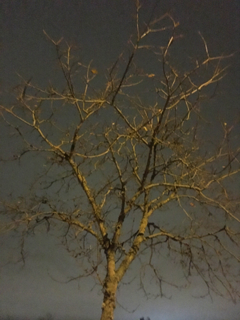 Träd mot novemberkvällshimmel