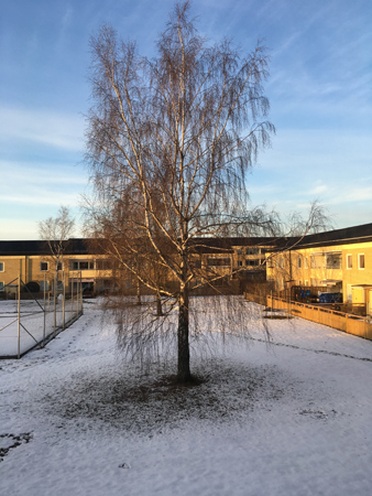 Björken på baksidan