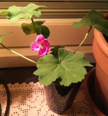 Pelargonblomma på skott i glas