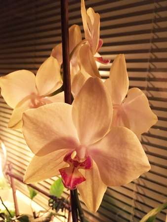 Blommande gul orkidé