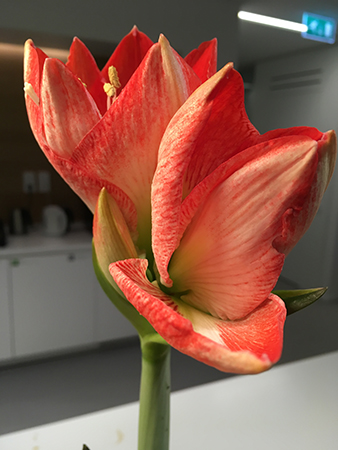 Amaryllis på jobbet