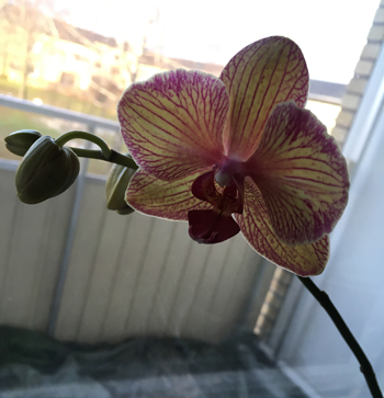 Orkidé mammas blommar