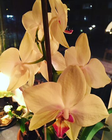 Gul orkidé Gul orkidé