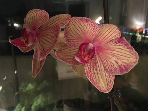 Orkidé gul med vinröda strimmor