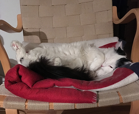 Citrus sussar i Bruno Mathssonstol