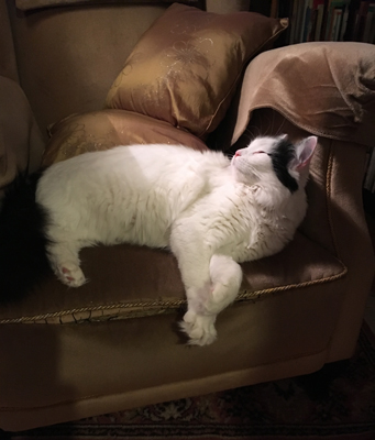 Citrus i farfars öronlappsfåtölj