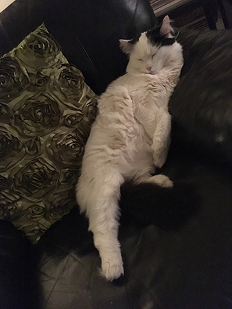 Citrus sover i Annas fåtölj