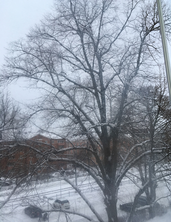 Vinterträd genom balkongglaset