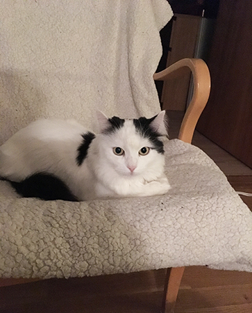 Citrus i Bruno Mathssonfåtöljen