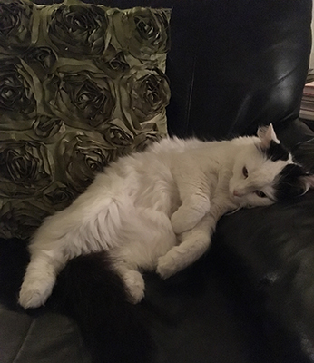 Citrus lutar sig mot armstödet