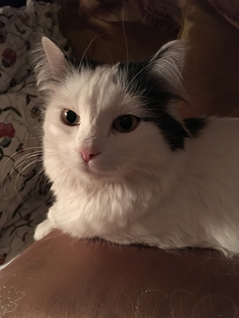 Citrus på sidenkudden Citrus på sidenkudden