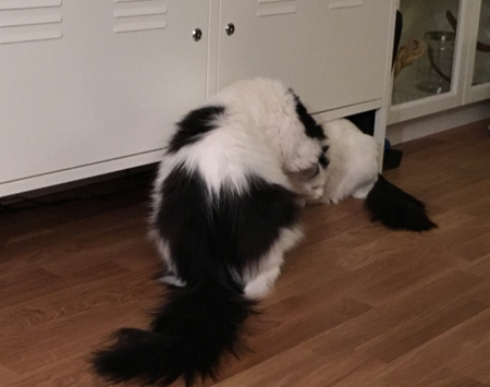 Lucifer och Citrus jagar dammråttor