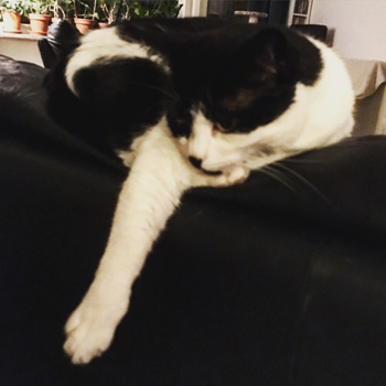 Mini hänger över fåtöljen