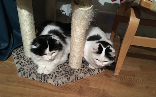 Lucifer och Citrus smyger på en insekt