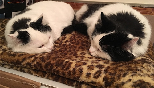 Citrus och Lucifer på leopardfilten