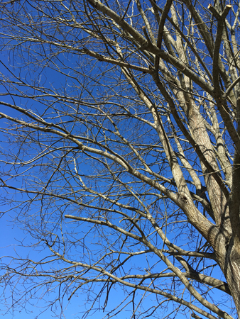 Träd mot blå himmel