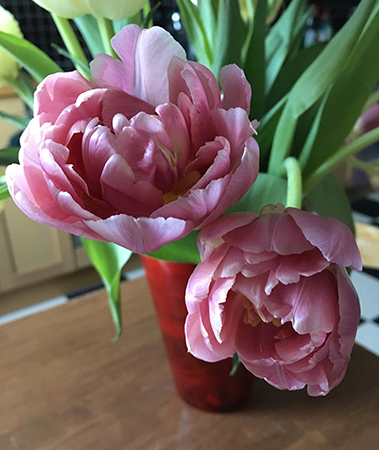 Tulpaner utslagna rosa