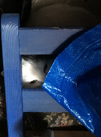 Citrus på sypuffen Citrus på sypuffen