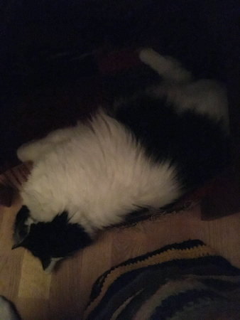 Lucifer sover under skrivbordet