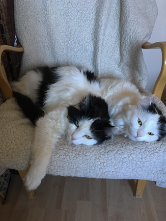 Lucifer och Citrus i Bruno Mathssonfåtölj