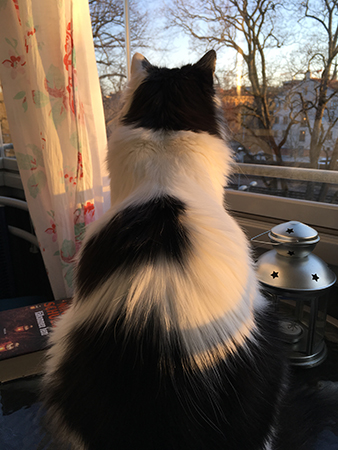 Lucifer fågelskådar