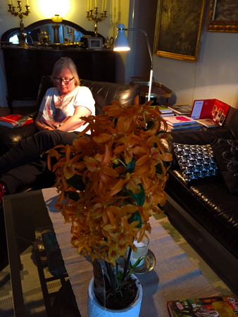 Anna och orange orkidé