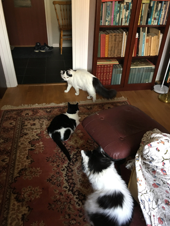 Katterna i Bokrummet