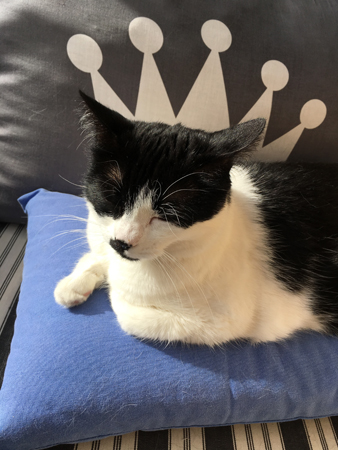 Queen Mini Queen Mini