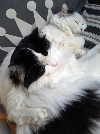 Citrus med baktassen om Lucifer