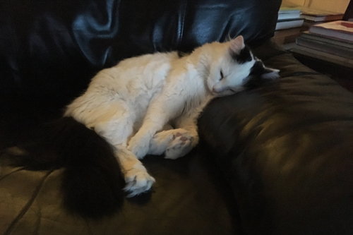 Citrus sover i Annas fåtölj