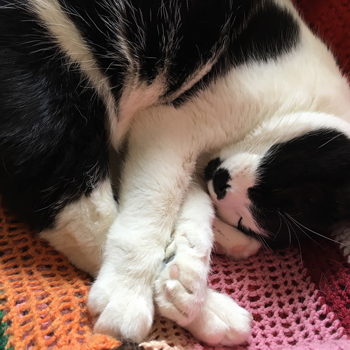 Mini sover i skrivbordsstolen Mini sover i skrivbordsstolen