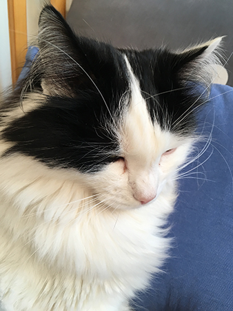 Lucifer halvsover sittande