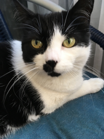 Mini med stora ögon