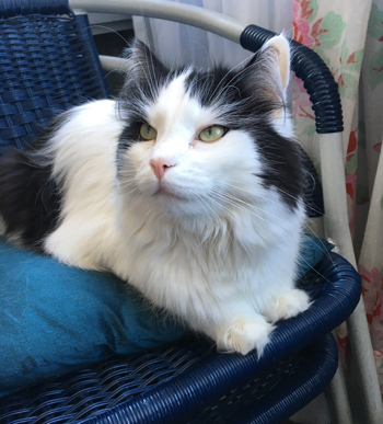 Lucifer med smalnande ögon