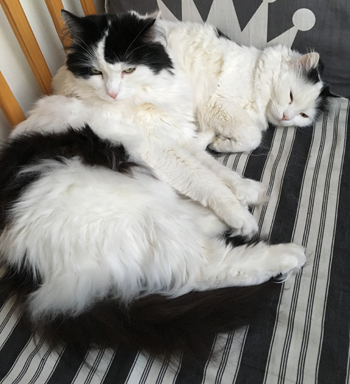 Lucifer och Citrus på kökssoffan