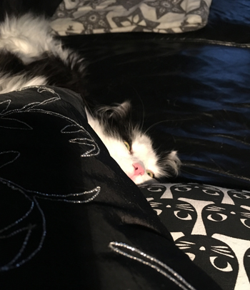 Lucifer med öppna ögon på kattkudden